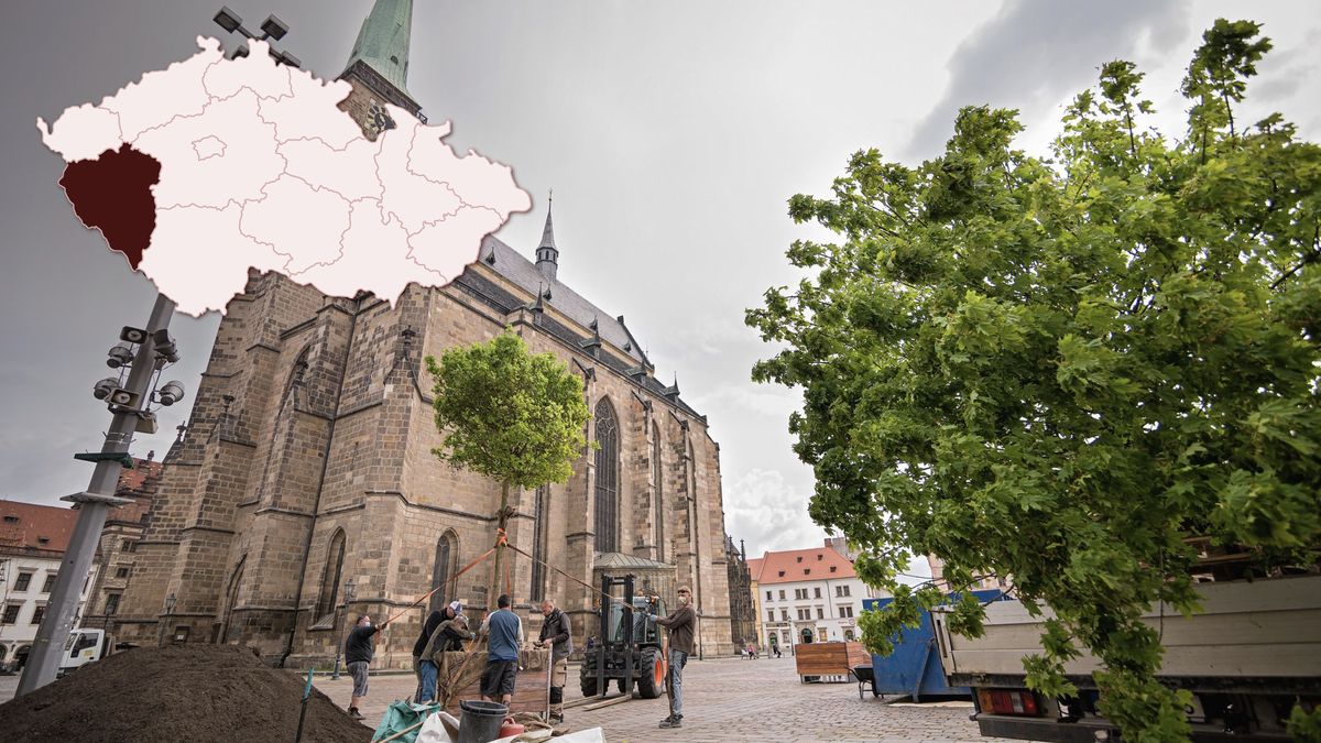 Lidem chybí stín. Plzeň začínají proti horku a suchu bránit vzrostlé stromy